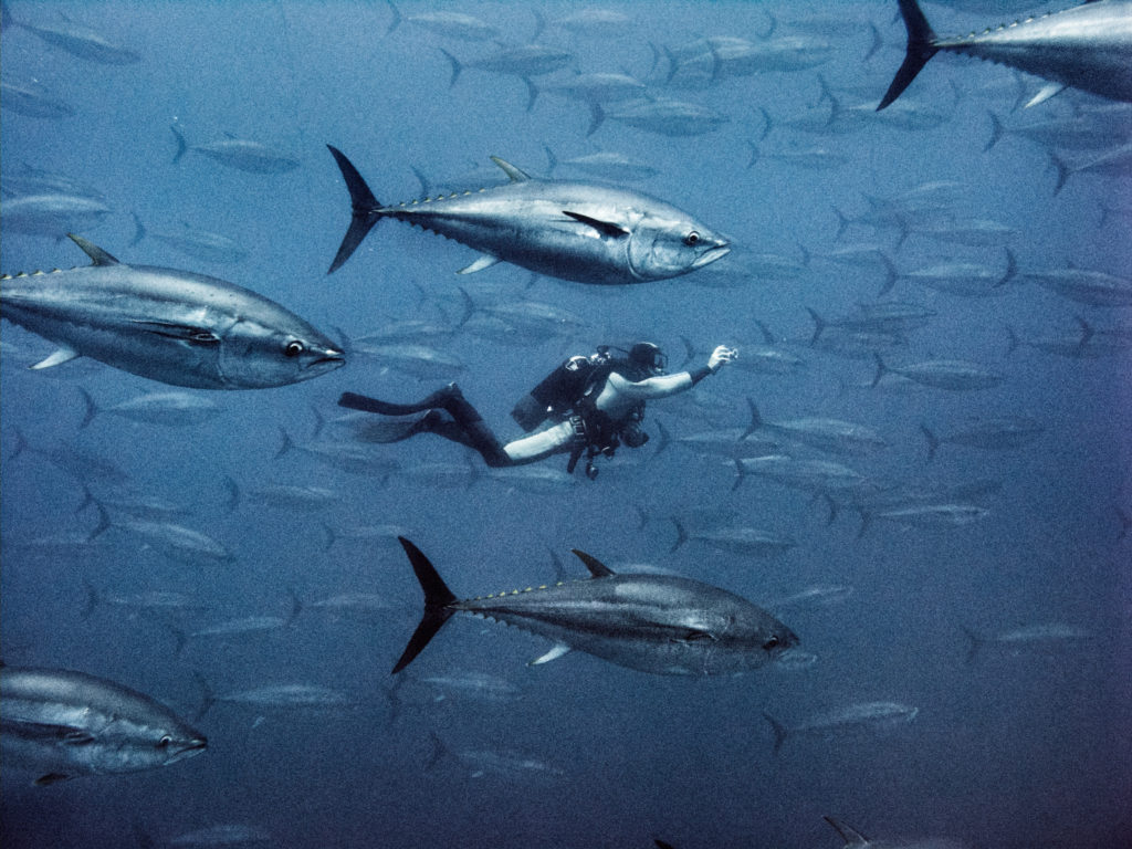 Tuna-fish in-the-tonnara