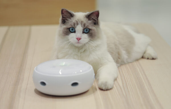 Homerun CT10 intelligent toy for cats