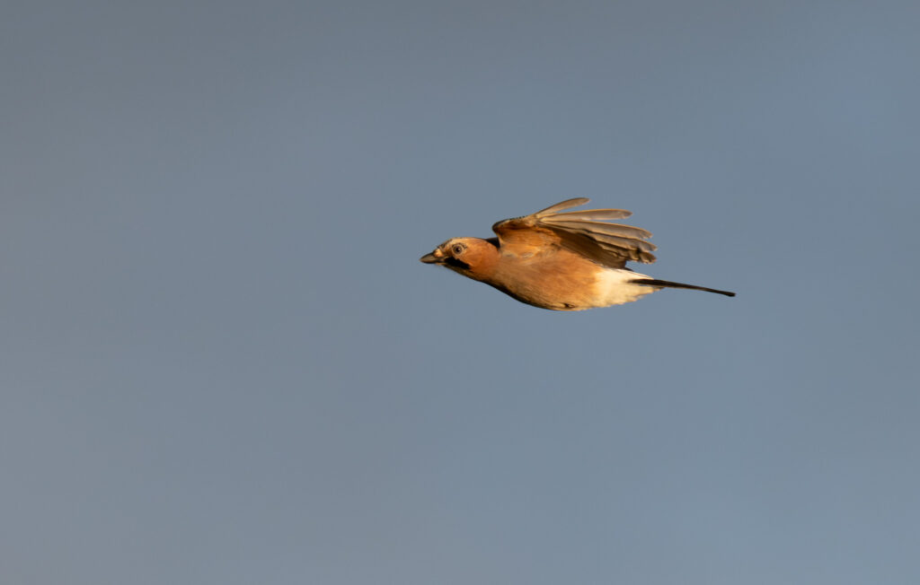Rändav pasknäär Matsalu rahvuspargi põhjaosas Puise ninal septembri lõpus. Pildistatud Nikon Z8 kaamera ja Nikkor Z 180–600mm f/5.6–6.3 VR objektiiviga. Foto: Tarvo Valker.