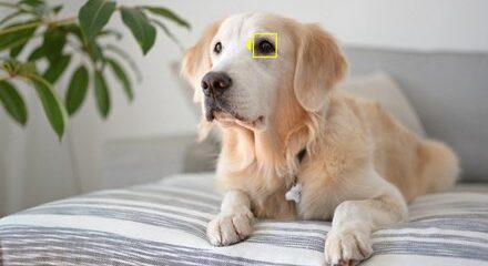 press_animal-detection_af_z_6_z7_firmware_v3_00_01-original