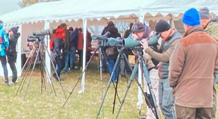 Nikon binocular special prices at Haeska birdshow
